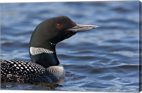 Framed British Columbia Portrait of a Common Loon bird Print