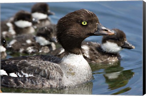 Framed Barrow&#39;s Goldeneye Female with Chicks, Lac Le Jeune, British Columbia, Canada Print