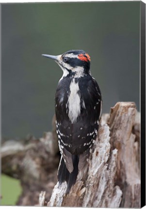Framed British Columbia, Downy Woodpecker bird Print