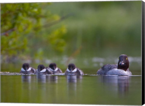 Framed British Columbia, Common Goldeneye, chicks, swimming Print