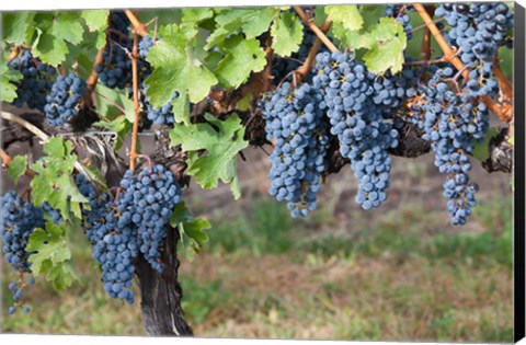 Framed Canada, British Columbia, Osoyoos View of purple grapes in vineyards Print