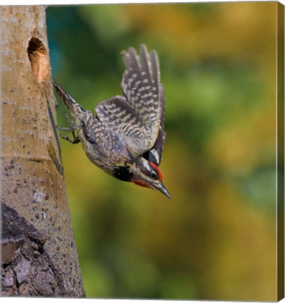 Framed British Columbia, Red-naped Sapsucker, flight, nest Print