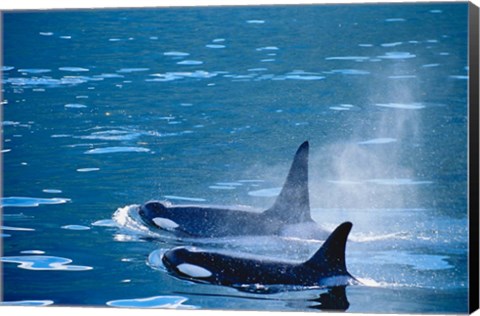 Framed Killer Whales feeding in Johnstone Strait, British Columbia, Canada Print