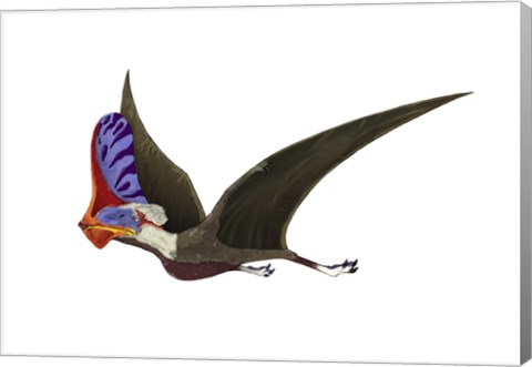 Framed Tapejara, a Genus of Brazilian Pterosaur from the Cretaceous Period Print