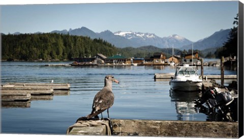 Framed British Columbia, Vancouver Island, Strathcona Park, Harbor Print