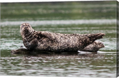 Framed Harbor seal, Great Bear Rainforest, British Columbia, Canada Print