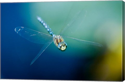 Framed Blue-eyed darner dragonfly, Insect, British Columbia Print