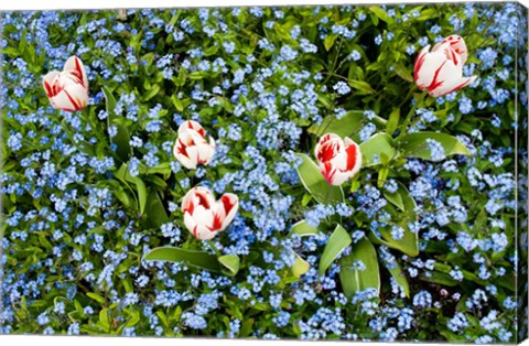 Framed Flowers, Horseshoe Bay, British Columbia Print