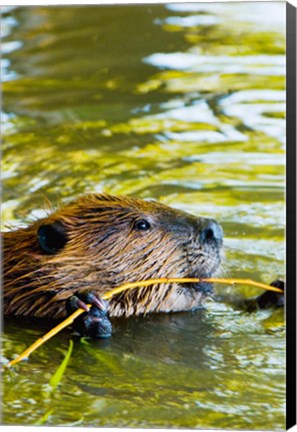 Framed Head of American Beaver, Stanley Park, British Columbia Print