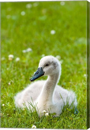 Framed Mute swan cygnet, Stanley Park, British Columbia Print