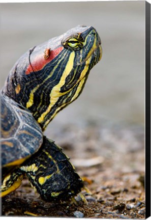 Framed Red-eared pond slider turtle, British Columbia Print