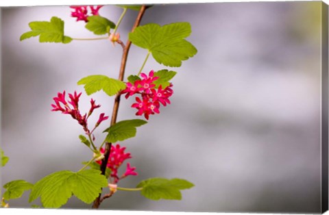 Framed Red-flowering currant, Vancouver, British Columbia Print