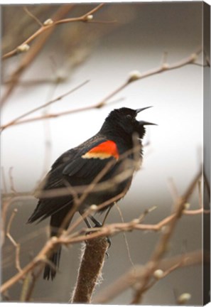 Framed Red-winged blackbird, Stanley Park, British Columbia Print