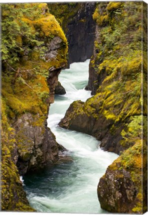 Framed River, Vancouver Island, British Columbia Print