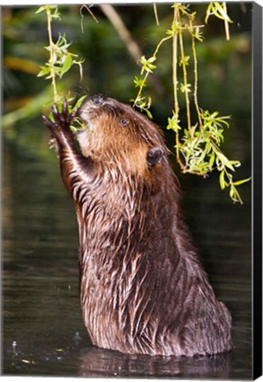 Framed American Beaver, Stanley Park, British Columbia Print