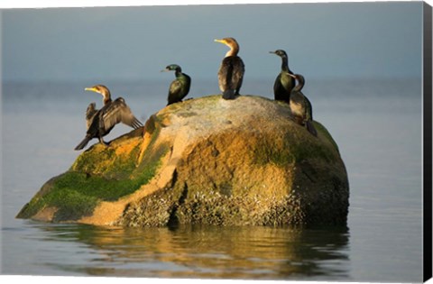 Framed Double-crested cormorant bird, British Columbia Print