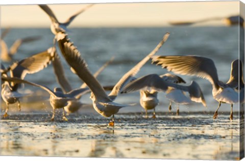 Framed Mew gulls, Stanley Park, British Columbia Print