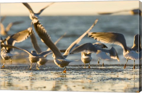 Framed Mew gulls, Stanley Park, British Columbia Print