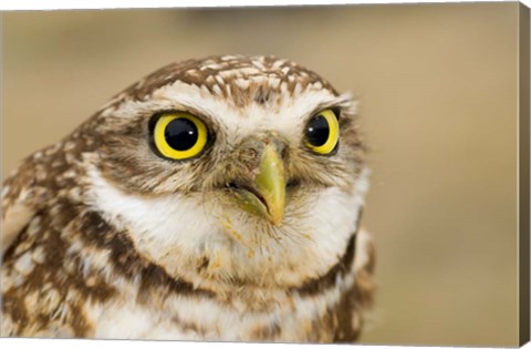 Framed Burrowing owl, Nicola Valley, British Columbia Print