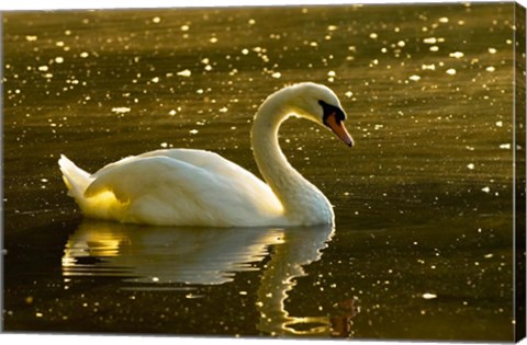 Framed Mute swan, Stanley Park, British Columbia Print