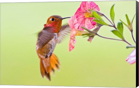 Framed Rufous Hummingbird feeding in a flower garden, British Columbia, Canada Print