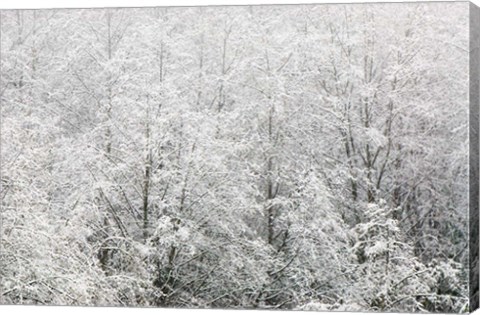 Framed Snow-covered trees, Stanley Park, British Columbia Print