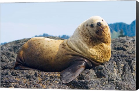 Framed Steller sea lion, Haida Gwaii, British Columbia Print