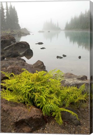 Framed Alpine lady fern, Garibaldi Lake, British Columbia Print