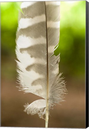 Framed Barred owl feather, Stanley Park, British Columbia Print