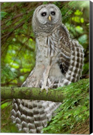 Framed Barred owl, Stanley Park, British Columbia Print