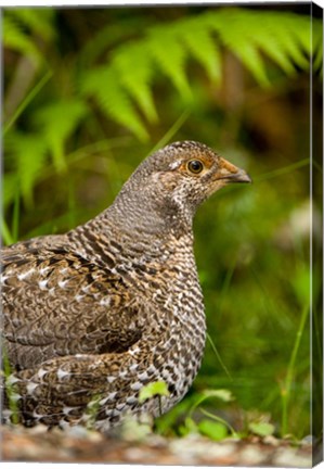 Framed Blue grouse bird, Salt Spring Isl, British Columbia Print