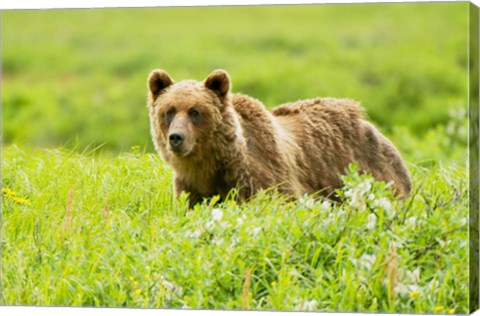 Framed Grizzly bear, Sacred Headwaters, British Columbia Print