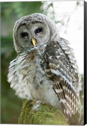 Framed Juvenile barred owl, Stanley Park, British Columbia Print