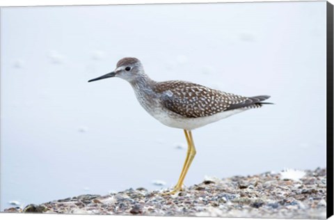 Framed Lesser yellowleg bird, Stanley Park, British Columbia Print