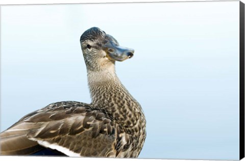 Framed Mallard bird, Stanley Park, British Columbia Print