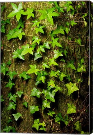 Framed Red cedar English ivy, Stanley Park, British Columbia Print