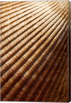 Framed Sea shell pattern, Stanley Park, British Columbia Print