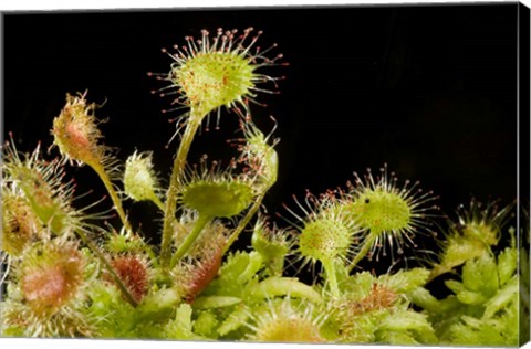 Framed Sundew plant, Stanley Park, British Columbia Print