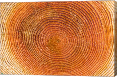 Framed Tree rings, Stanley Park, British Columbia Print