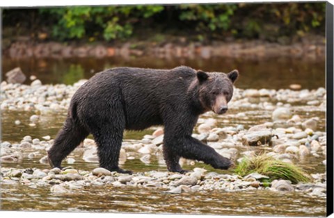 Framed Grizzly bear fishing for salmon in Great Bear Rainforest, Canada Print