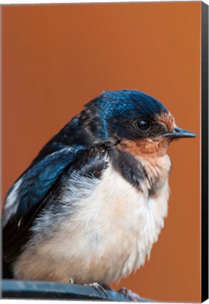 Framed Barn swallow, Great Bear Rainforest, British Columbia, Canada Print