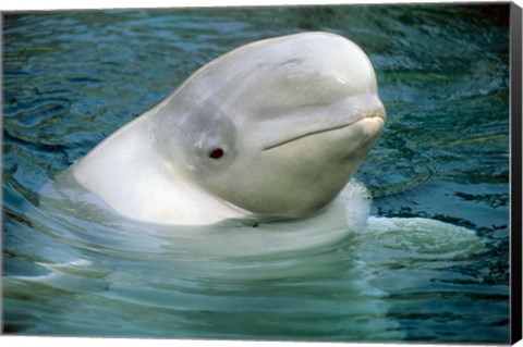 Framed Beluga Whale, Beluga whale, Vancouver Aquarium Print