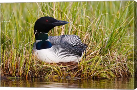 Framed British Columbia, Common Loon bird Print