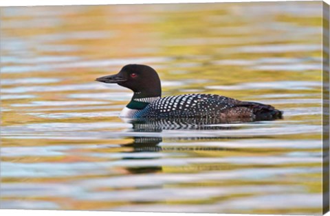 Framed British Columbia, Common Loon bird on lake at sunrise Print