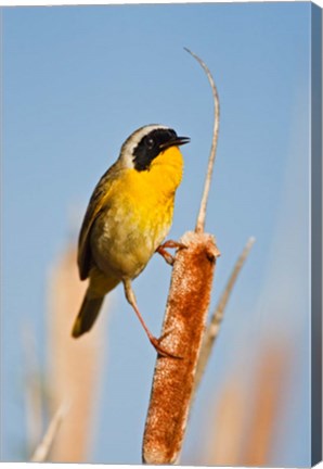 Framed British Columbia, Common Yellowthroat breeding territory Print