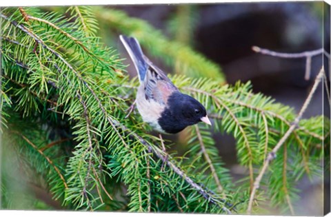 Framed British Columbia, Dark-eyed Junco bird in a conifer Print