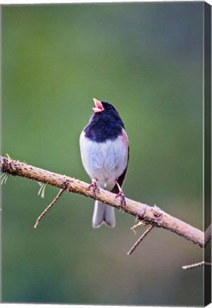 Framed British Columbia, Dark-eyed Junco bird, singing Print