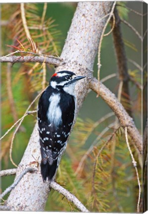 Framed British Columbia, Downy Woodpecker bird, male (back view) Print