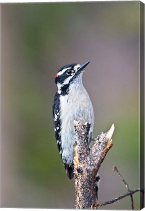 Framed British Columbia, Downy Woodpecker bird, male (front view) Print
