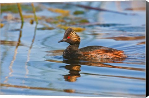 Framed British Columbia, Eared Grebe bird in marsh Print